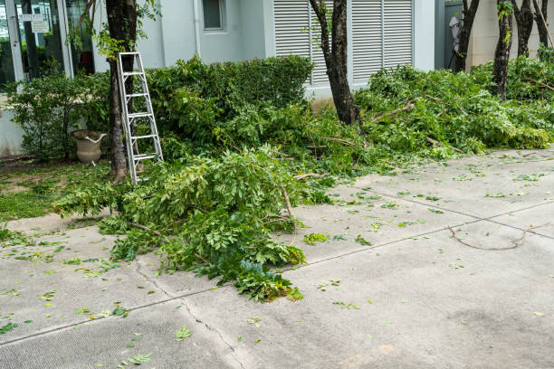 How Our Tree Care Process Works  in  Greenbrier, TN