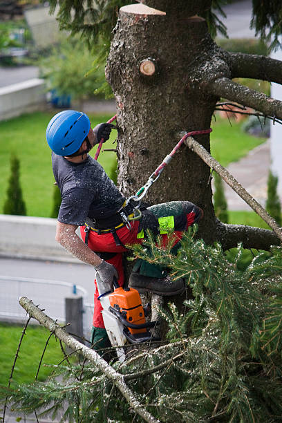 Leaf Removal Services