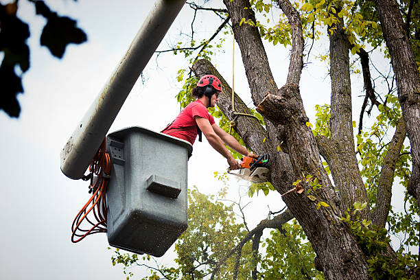 Tree and Shrub Care in Greenbrier, TN